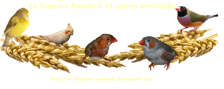 Le diamant mandarin