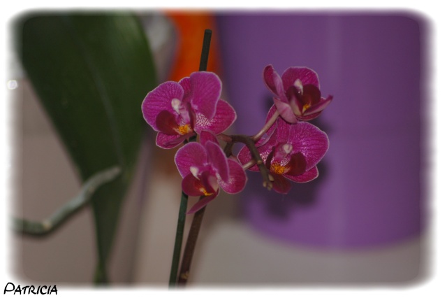orchid11 dans nature