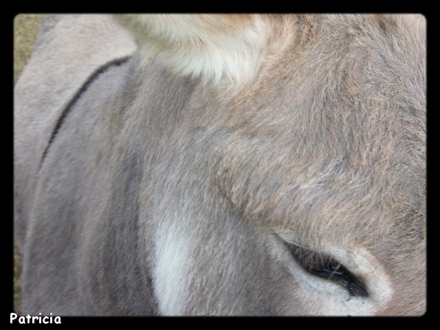 p48110 dans animaux