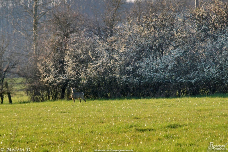 Image hébergée par servimg.com