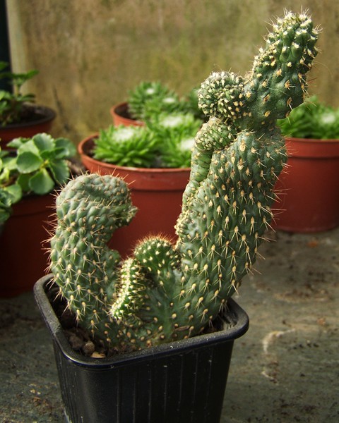 Cactus le B.A-BA - Jardins du Nord forum régional site de conseils