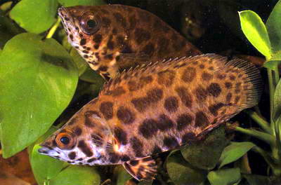 leopard gourami