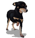 Ptit Pinscher Ptit Pinscher