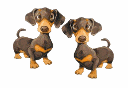 Fou de Pinscher Fou de Pinscher