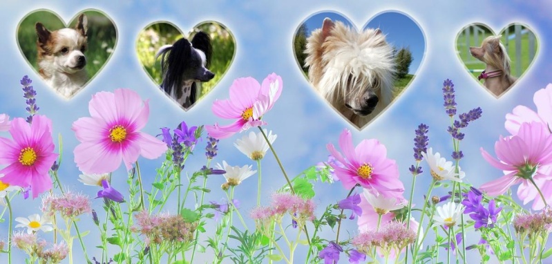 Un amour de chien Chinois