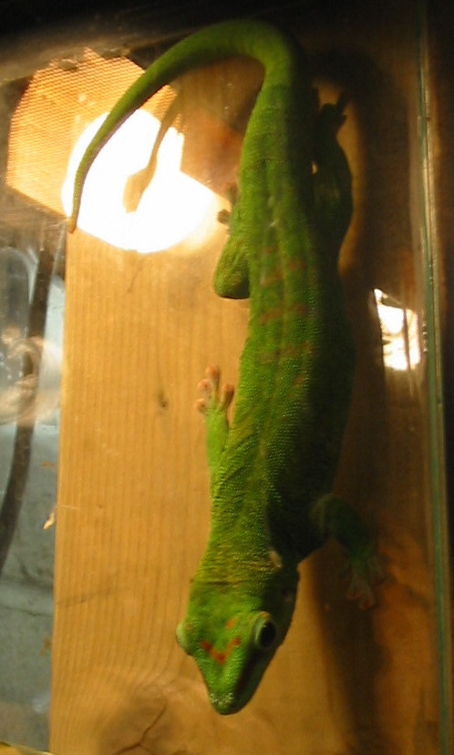 gecko10.jpg
