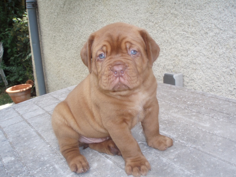 dogue dating Ten things you should know about dating a dog owner dating a dog owner is kind of one of the best things in the world dogue de bordeaux. dogue dating Ten things you should know about dating a dog owner dating a dog owner is kind of one of the best things in the world dogue de bordeaux.