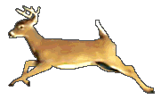 deer2110.gif