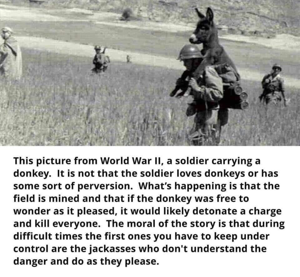 donkey10.jpg