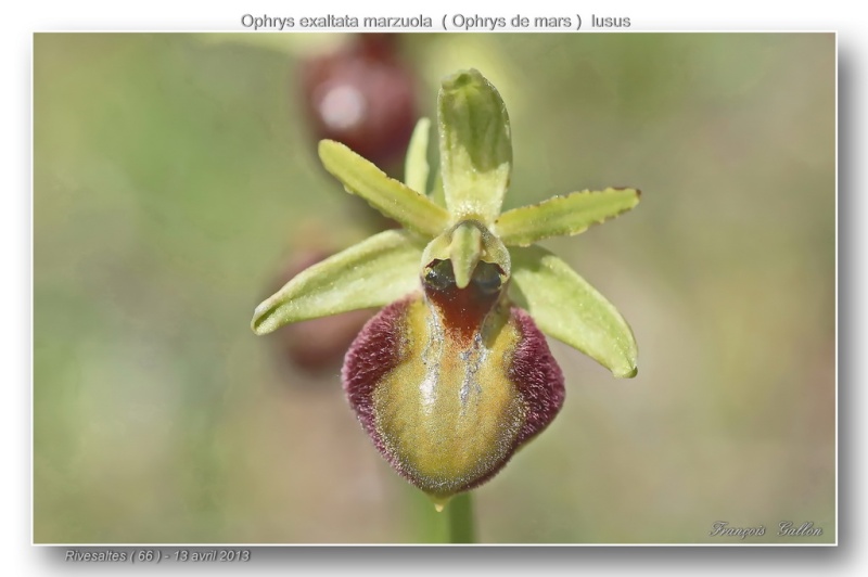 ophrys35.jpg