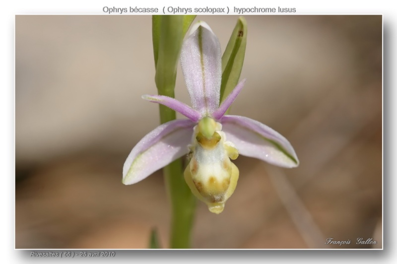 ophrys61.jpg
