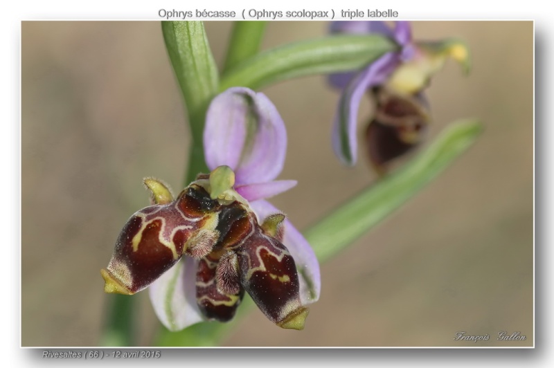 ophrys67.jpg