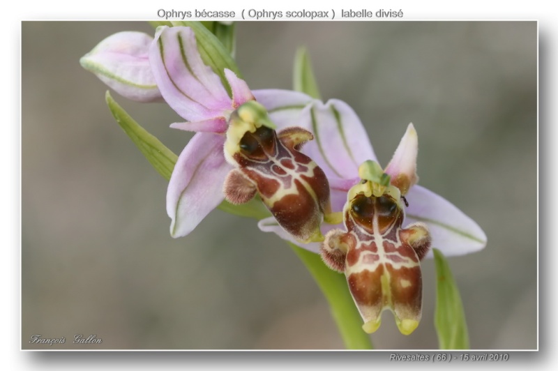 ophrys68.jpg
