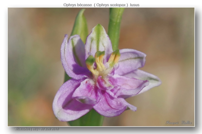 ophrys72.jpg