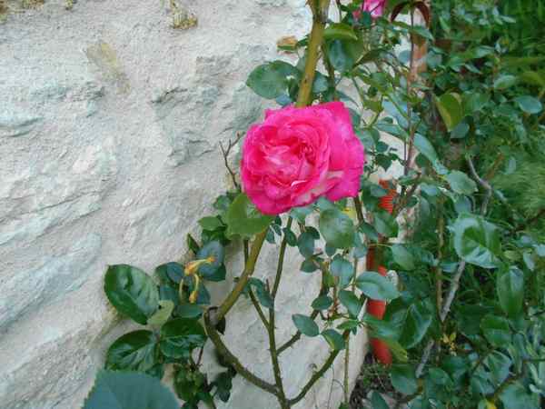 rosein10.jpg