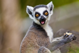 lemur10.jpg