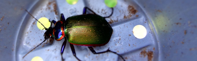 beetle10.jpg