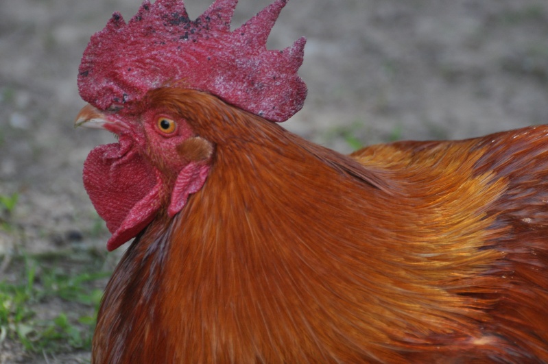 Pourquoi Ma Poule A La Crete Qui Tombe problème de crête