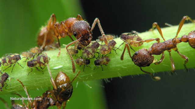 ants-a10.jpg