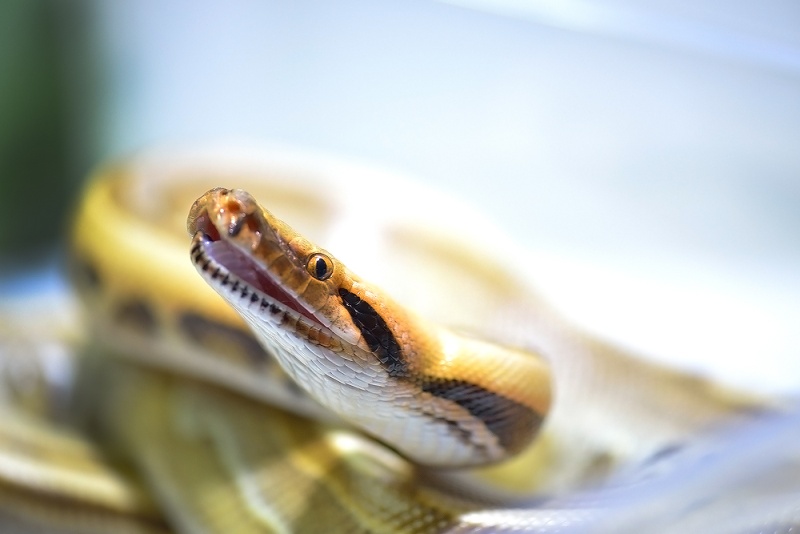 python20.jpg