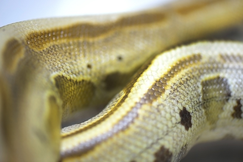 python21.jpg