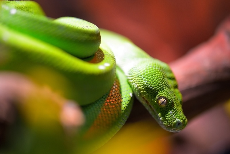 python32.jpg