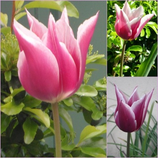 tulipe11.jpg